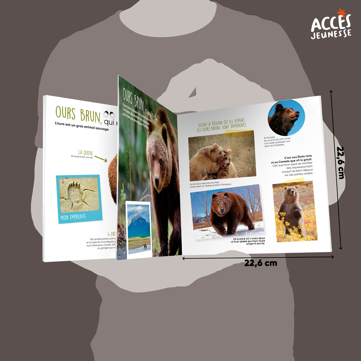 Documentaire l ours brun miniature acces jeunesse